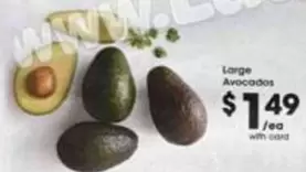 Large Avocados