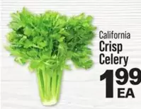 Crisp Celery
