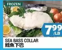 Frozen - SEA BASS COLLAR