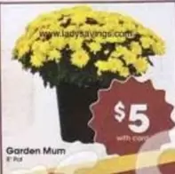 Garden Mum