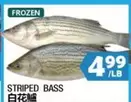 Frozen - STRIPED BASS