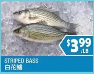 STRIPED BASS