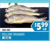 200-300 YELLOW CROAKER 黃花魚