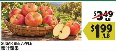Apple - SUGAR BEE APPLE