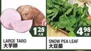 LARGE TARO