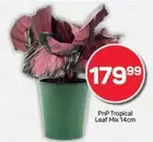 Tropical Leaf Mix 14cm