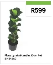 Ficus Lyrata Plant In 30cm Pot