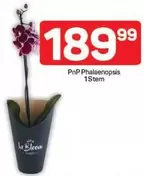 PnP Phalaenopsis 1Stem