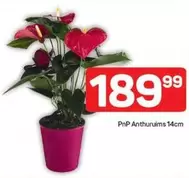 Anthurium