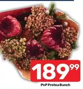 Protea - Bunch