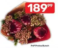 Protea - Bunch