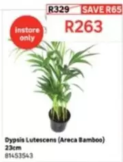 Dypsis Lutescens (Areca Bamboo) 23cm 81453543