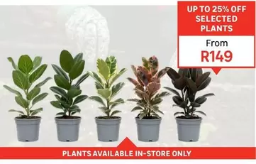 Plants Available In-Store Only