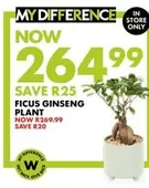 Ficus Ginseng Plant