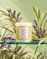 Sh'Zen catalogue | Top deals and discounts | 2026-09-21T00:00:00.000Z - 2026-10-05T00:00:00.000Z