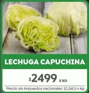 X$ - LECHUGA CAPUCHINA