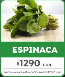 X$ - ESPINACA