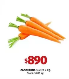 X$ - ZANAHORIA suelta x kg.