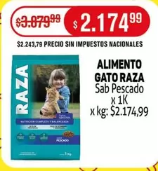 Raza - GATO RAZA