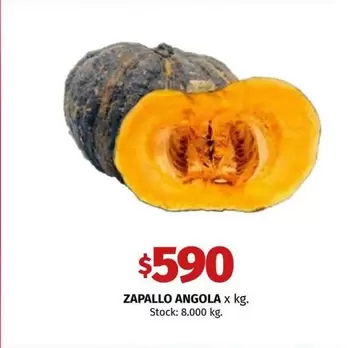 X$ - ZAPALLO ANGOLA x kg