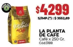 La planta - LA PLANTA DE CAFÉ