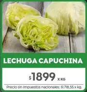 X$ - LECHUGA CAPUCHINA