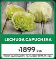 X$ - LECHUGA CAPUCHINA