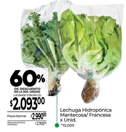 X$ - Lechuga Hidropónica Mantecosa/ Francesa