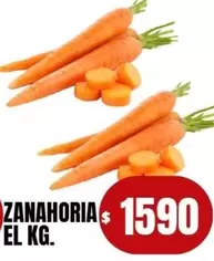 Zanahoria