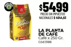 La planta de Café - Café x 250 Gr. Cód:3188