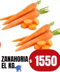 Zanahoria