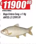 X$ - Boga Entera Cong.