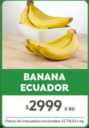 X$ - BANANA ECUADOR
