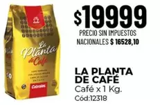 La planta de Café - Café x 1 Kg. Cód:12318