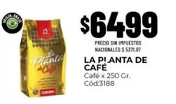 La planta de Café - Café Cód:3188