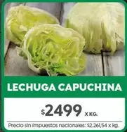 X$ - LECHUGA CAPUCHINA