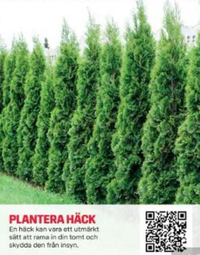 Plantera Häck