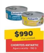 Antartic - Choritos
