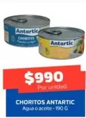 Antartic - Choritos