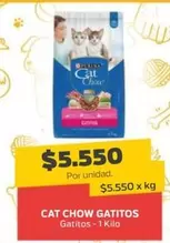 Cat -  Chow Gatitos