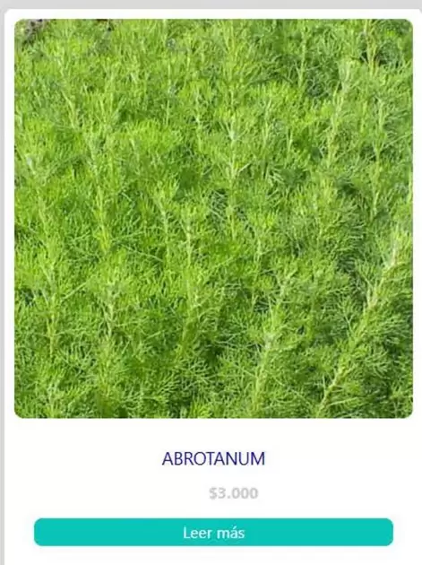 Abrotanum