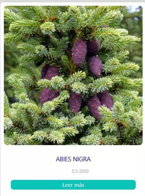 Abies Nigra