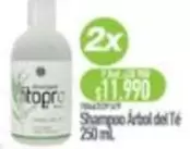 Shampoo