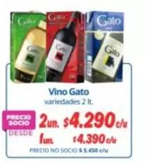 Gato - Vino