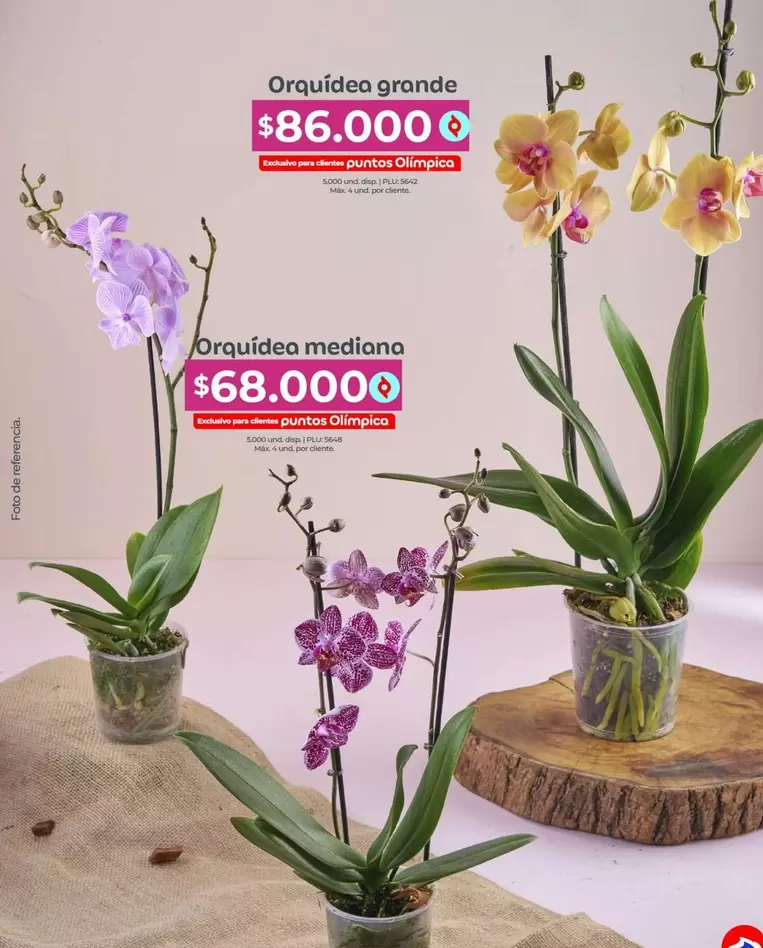 Exclusivo - Orquidea grande