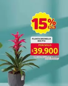 PLANTA BROMELIA MIX P14
