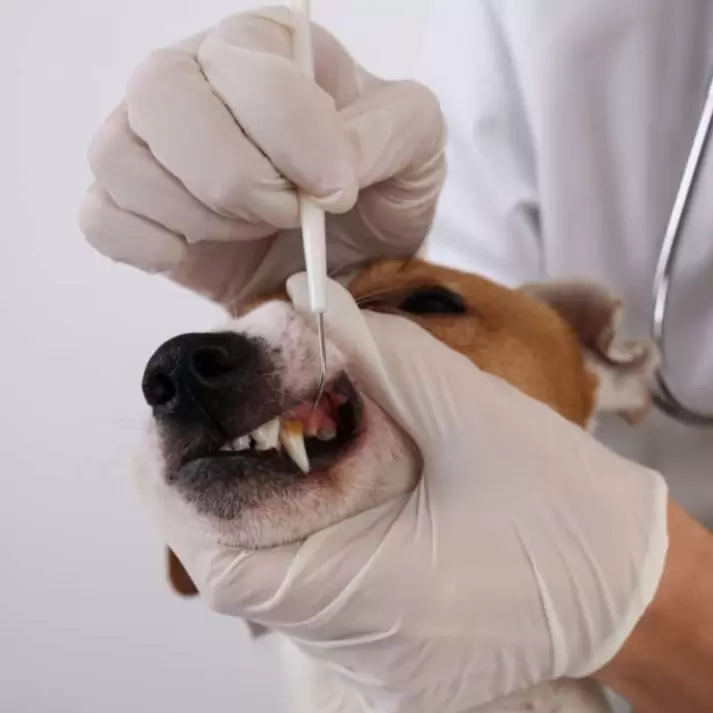 Deep Dental Service - No Sedation
