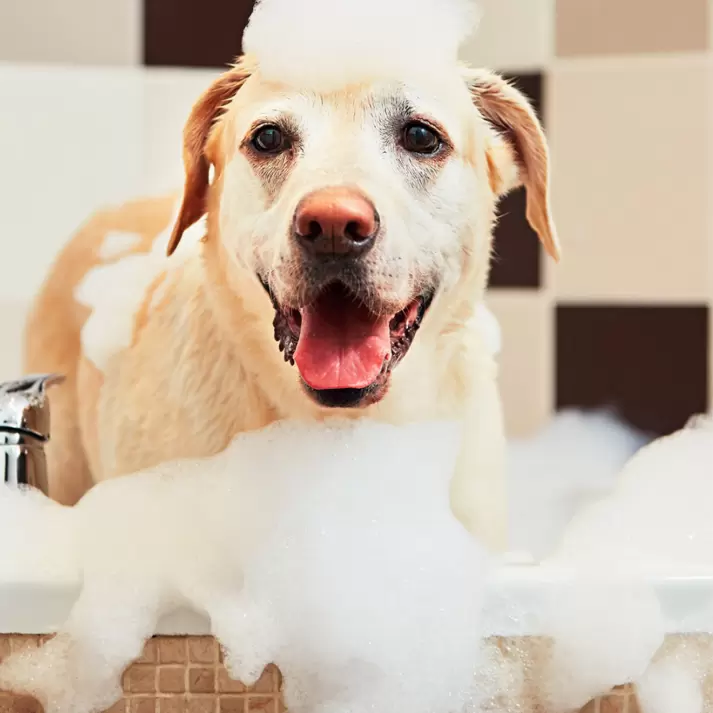 Dog Regular Bath