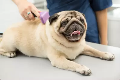Dog Special or Medicated Bath