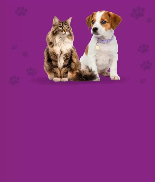 Descuento en Cruz Pet